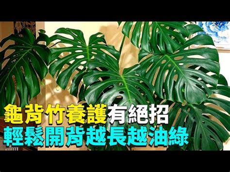 龜背芋可以放室內嗎|龜背芋可以放室內嗎？適當濕度助它生長 